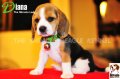 ลูกบีเกิ้ลคุณภาพบ้าน Miracle Beagle Kennel ตัวเมีย น้องไดอาน่า