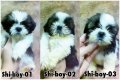 ชิสุห์ทอยเพศผู้คอกใหม่น่ารักขนแน่นไฉไลยิ่งกว่าเดิม