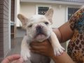 FRENCH BULLDOG เพศผู้ สายอเมริกา มีเพ็ดฯสมาคม (ขายแล้วครับ)