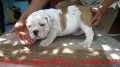 บูลด็อก(English Bulldog)อายุ 2 เดือน เพศเมีย