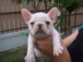 -----FRENCH BULLDOG-----ตัวเมีย สีครีม มีเพ็ดฯสมาคม