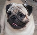 .THE PUGนครสวรรค์ มีพ่อพันธุ์เปิดรับผสมราคาพิเศษ 089-4361126