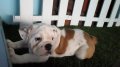 บูลด็อก(English Bulldog)อายุ 2 เดือน 1สัปดาห์ เพศเมีย