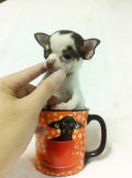 Chihuahua>>T-cupฟอร์มไต้หวันมีใบเพ็ดรับประกันสุขภาพ