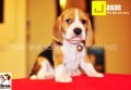 ลูกบีเกิ้ลคุณภาพบ้าน Miracle Beagle Kennel เพศผู้ น้องเจสัน