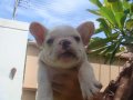 ----FRENCH BULLDOG----ตัวผู้ สีครีม มีเพ็ดฯสมาคม