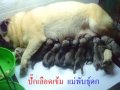 รับทําคลอดสุนัข-รับฝากเลี้ยง-รับผสมพันธุ์ปั๊ก ราคาถูก มีพ่อพันธ