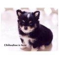 [Chihuahua Is Here] น้อง Husky แบล็คแทน มาร์คเป๊ะ สุดหล่อ(SOLD)