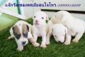 ขายแจ๊กรัสเซลเพศเมีย กรุงเทพ ระยอง ชลบุรี พัทยา 