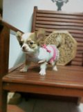 Chihuahuaเพศชายขนยาวสีสวยวัคซีนแล้วมีบริการส่งจ้า