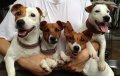 แจ็คแท้ๆ     www.facebook.com/JackRussellTerior  โทร 087 493 0009