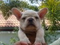 FRENCH BULLDOG เพศเมีย สีครีม สายอเมริกา มีเพ็ดฯสมาคม