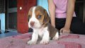 บีเกิ้ล (Beagle) อายุ 1เดือน เพศผู้ สีช๊อค