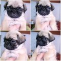 Pugสายพันธุ์แท้ผู้1เมีย1รับประกันสุขภาพเลี้ยงดูอย่างดีสะอาดปลอดโรคมีบริการส่ง