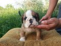 Up date บูลด็อก(English Bulldog) อายุ 45 วัน เพศผู้ M2