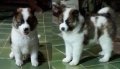 ขาย! ลูกสุนัขบางแก้วสายเลือดแชมป์ การันตีความสวย ขนแน่น โครงสร้างใหญ่ ขาใหญ่  