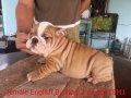 Update บูลด็อก(English Bulldog) เพศเมีย 2 เดือน ขาว-น้ำตาล