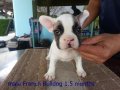 เฟรนบูลด็อก(French Bulldog) เพศผู้ สีขาวน้ำตาล อายุ 1.5เดือน