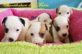 ขายแจ๊กรัสเซลเพศเมีย กรุงเทพ ระยอง ชลบุรี พัทยา ส่งฟรี