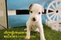 ขายแจ๊กรัสเซลเพศเมีย กรุงเทพ ระยอง ชลบุรี พัทยา ฉะเชิงเทรา