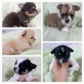 CHIHUAHUA T-CUP ผู้ 3 เมีย 2 ฟอร์มสวยน่ารักสุดๆ