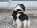 ลูกสุนัขบางแก้ว ซน แสบ ซ่า ตัวผู้ สีขาว-ดำ NO. M-2