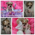 Babydoll kennel เปิดจองชิวาวาขนสั้นเพศเมีย บริการจัดส่งกทมฟรี 