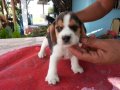 ขายบีเกิ้ล (Beagle) อายุ 35 วัน เพศผู้