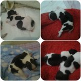 ชิสุ 100% ไซน์เล็ก หมาบ้านดูเเลเองเป็นอย่างดี "เปิดรับจองแล้วค่ะ ตัวเมีย 4...