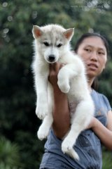 Siberian Husky ขนแน่น เพตดีกรีสมาคมเต็มใบ