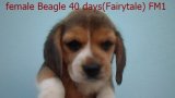 บีเกิ้ล (Beagle) อายุ 40 วัน ชุด Fairytale เพศเมีย FM1