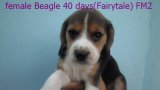 บีเกิ้ล (Beagle) อายุ 40 วัน ชุด Fairytale เพศเมีย FM2