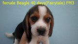 บีเกิ้ล (Beagle) อายุ 40 วัน ชุด Fairytale เพศเมีย FM3