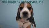 บีเกิ้ล (Beagle) อายุ 40 วัน ชุด Fairytale เพศผู้ M2