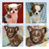 ลูกสุนัขสายพันธุ์ชิวาวา(Chihuahua)สายพันธุ์แท้100%ราคากันเอง