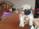 ขายน้องปั๊กพันธุ์ราคาถูก