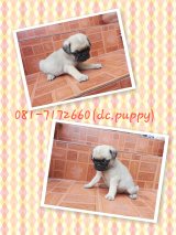 ขายปั๊กหน้าบี้ๆ ผู้ (มีจัดส่ง)