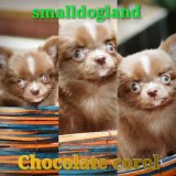 smalldogland>>Chihuahuaสีช็อคโกแล็ตขนย่าวเพศชายมีใบเพ็ดวัคซีนแล้วรับประกัน...