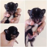 ขายลูกชิวาวาขนยาว เพศผู้  สีBlack-Tan หน้าสวยๆ