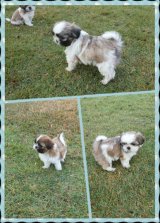 เด็กหญิง ชิสุ น่ารักๆ 