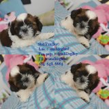 Shih Tzu(boy) ชิสุห์ทอยเพศผู้ราคาเบาๆครับ