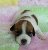ด.ช.แจ็ครัสเซลน้อย น่ารักถูกใจใครบ้างเปล่าน้า