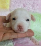 ด.ญ.แจ็ครัสเซล น่ารักมั๊ยคะ