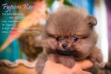 FYPOM KENNEL ขายน้อง Kiddie T-Cup เพศเมีย สีส้ม ขนแน่นสองชั้น โครงสร้างดี หลานไท...