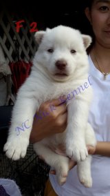 เปิดจองน้องไซบีเรียคุณภาพ Nc NickKennel ไวท์ไซบีเรีย คอปเปอร์