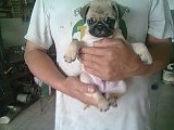 *น้องอั้งเปา*ลูกปั๊กสวยๆสายเลือดแชมป์มีใบเพดราคาไม่แพง