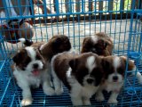 น้องชิสุห์ ( ชุดใหม่ ) 5 ตัว ผู้-เมีย สวย ๆ สีเข้ม ขนแน่น โทร.081-195-5028.