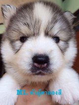 เปิดขายลูกไซบีเรียนขนสวยๆ ใบเพ็ดเต็ม