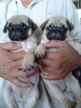 ลูกปั๊กสายเลือดอเมริกันแชมป์บอดี้กระชับริ้งเกิ้ลเต็มอ้วนเตี้ยสั้นเพศผู้และเมียคุ...