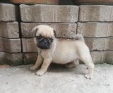 ดญ.หมูตุ๋น น้องปั๊กหน้าบี้(มีจัดส่ง)